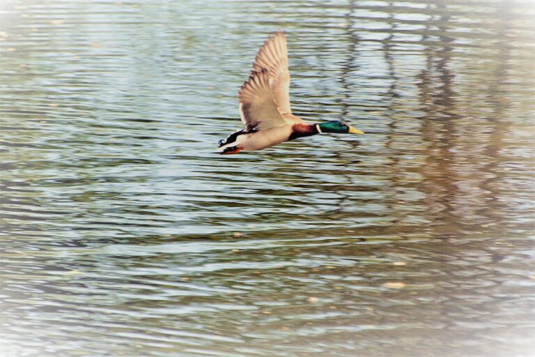 저분자 어린 콜라겐의 놀라운 효능과 효과적인 사용법