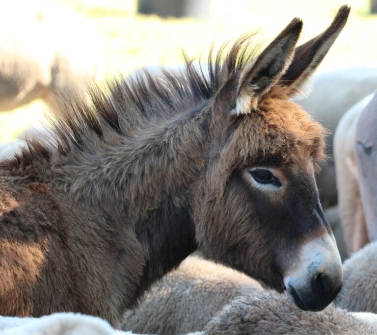강아지 분양 샵: 최고의 반려견을 찾는 방법과 팁