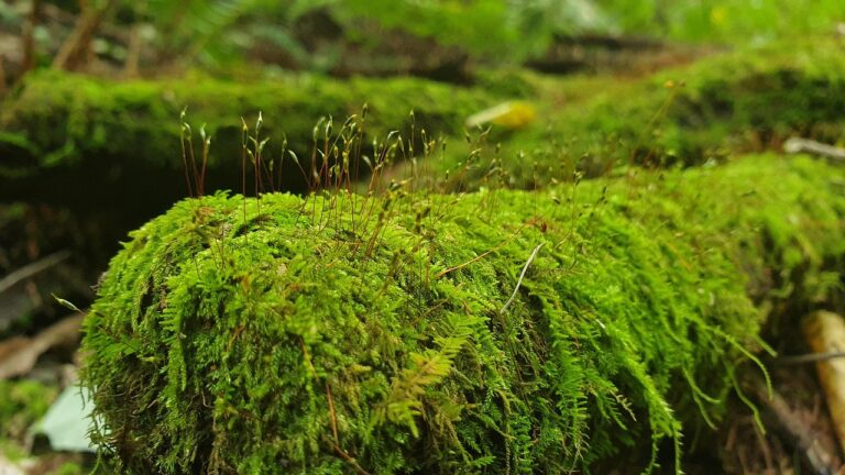 대전 소상공인 지원금: 당신이 알아야 할 모든 정보