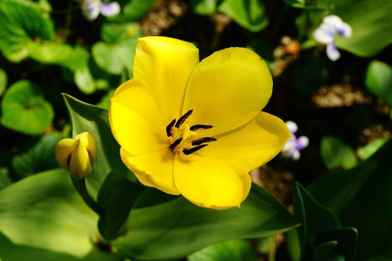 노랑 풍선 여행사 홈페이지: 꿈꾸는 여행을 현실로!