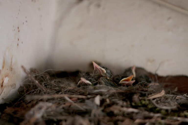 아기 매트리스, 아기를 위한 최고의 선택 가이드