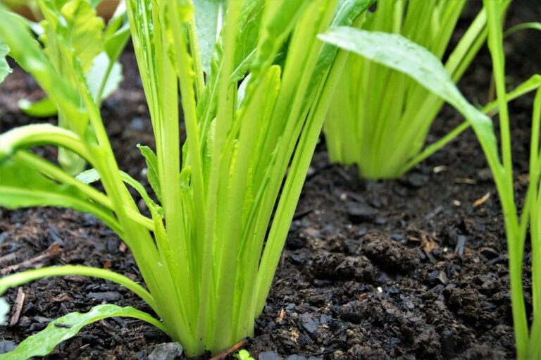 미즈노 파크 골프채: 골프의 즐거움을 더하는 완벽한 선택