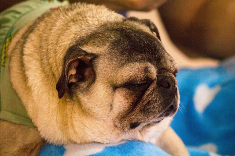 반려 동물 종합 관리사로서의 필수 역할과 정보