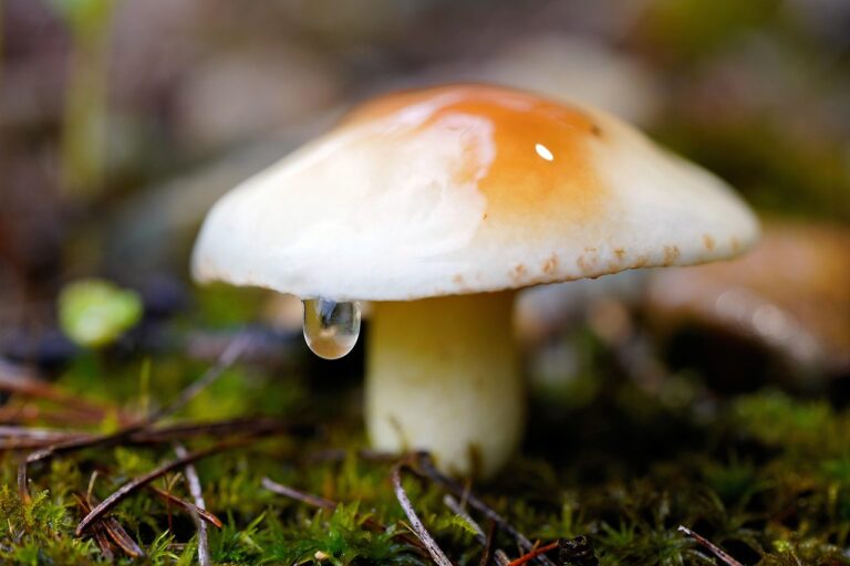 키 크는 한약, 성장의 비결을 밝혀보자