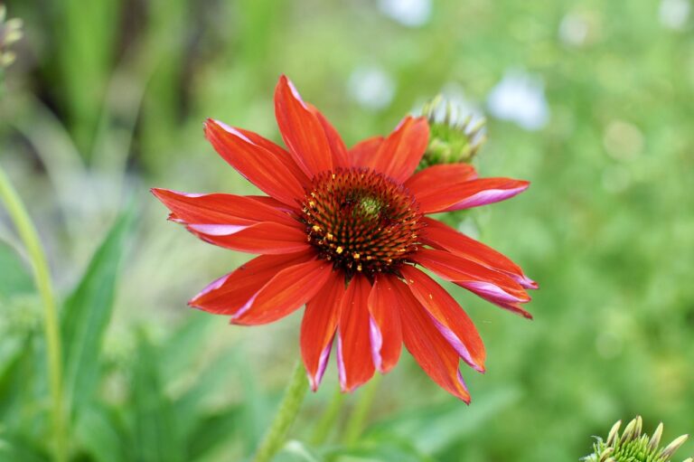 하나 카드 혜택을 최대한 활용하는 방법