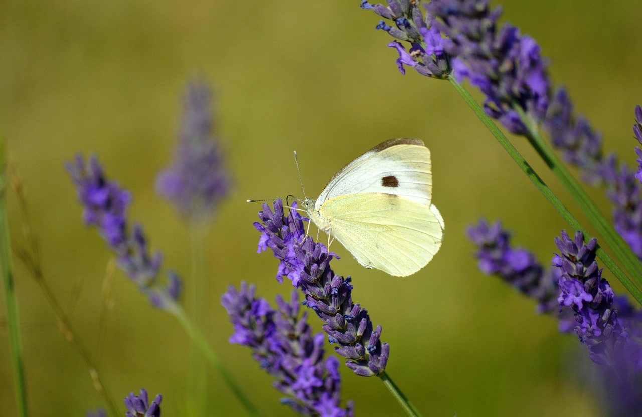 워드프로세서 자격증 시험 신청