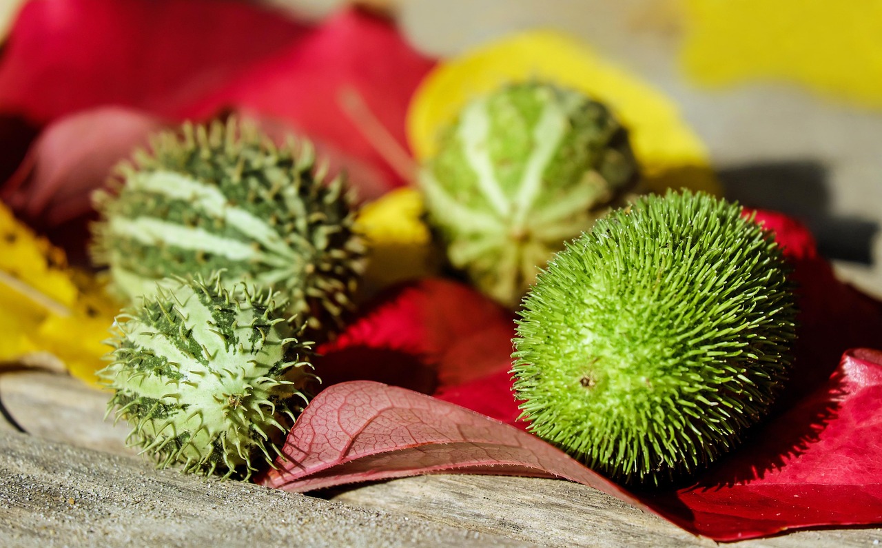 원천세 반기신고 신청